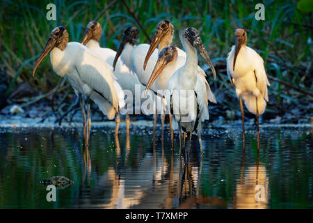 Legno Stork - Mycteria americana in precedenza chiamato il legno ibis. Trovato in subtropicale e habitat tropicale nelle Americhe. Foto Stock