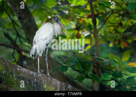 Legno Stork - Mycteria americana in precedenza chiamato il legno ibis. Trovato in subtropicale e habitat tropicale nelle Americhe. Foto Stock