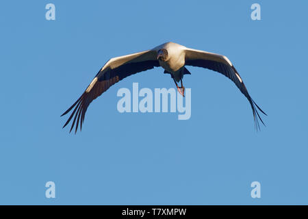 Legno Stork - Mycteria americana in precedenza chiamato il legno ibis. Trovato in subtropicale e habitat tropicale nelle Americhe. Foto Stock