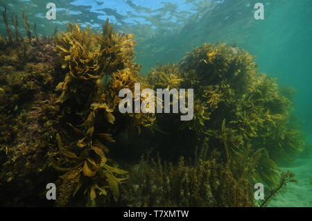 Grandi rocce piatte sul fondo sabbioso in acque poco profonde. I muri sono coperti di fitta la crescita di alghe e marrone kelp. Foto Stock