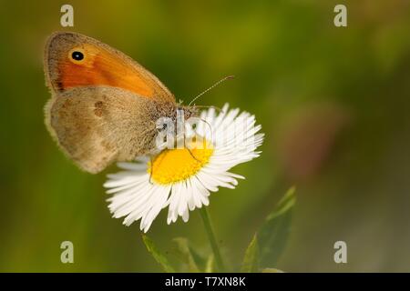 Il Small Heath (Coenonympha pamphilus) alimentazione nettare. Bella piccola butterfly seduto sul bianco e giallo fiore. Immagine colorata. Foto Stock