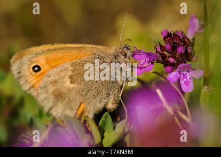 Il Small Heath (Coenonympha pamphilus) alimentazione nettare. Bella piccola butterfly seduto sul bianco e giallo fiore. Immagine colorata. Foto Stock