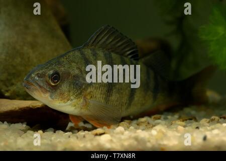 Inglese Pesce persico (Perca fluviatilis) foto subacquee. Il pesce è appoggiato sul fondo del fiume. Foto Stock