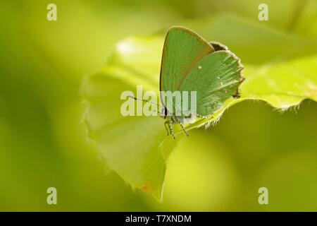 Il verde (hairstreak Callophrys rubi) appollaiato sulla foglia verde sulla radura. Farfalla verde con sfondo verde. Foto Stock