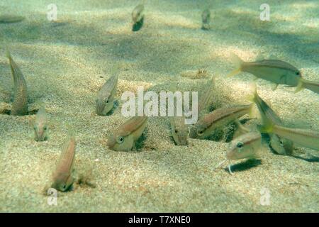 La scuola di pesce piccolo alimentazione nella sabbia. Piccolo pesce di mare catturati sotto acqua in spiaggia di sabbia. Foto Stock