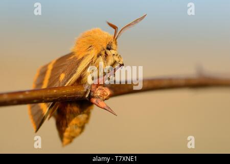 Colorate specie di tarma (Lemonia dumi) seduti su erba secca. Arancione e marrone moth con allargano le ali. Arancione, marrone e verde dello sfondo. Foto Stock