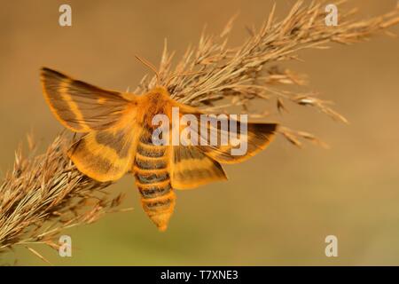 Colorate specie di tarma (Lemonia dumi) seduti su erba secca. Arancione e marrone moth con allargano le ali. Arancione, marrone e verde dello sfondo. Foto Stock