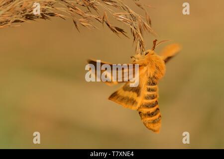 Colorate specie di tarma (Lemonia dumi) seduti su erba secca. Arancione e marrone moth con allargano le ali. Arancione, marrone e verde dello sfondo. Foto Stock