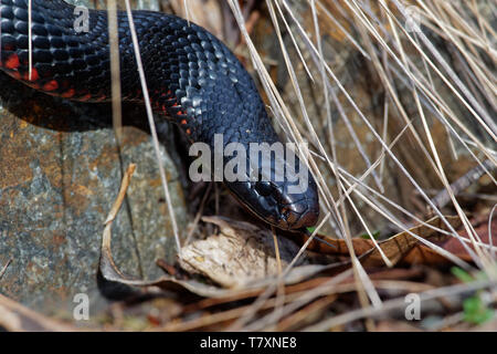 Rosso-nero panciuto Snake - Pseudechis porphyriacus specie di serpente elapid nativo di Australia orientale. Foto Stock