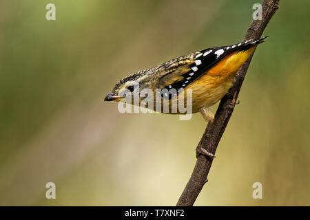 Avvistato Pardalote - Pardalotus punctatus piccolo uccello australiano, bellissimi colori, nella foresta in Australia, la Tasmania. Foto Stock