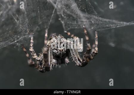 Crociera (Araneus sp.) seduta capovolto nella sua web. Scary ragno con gambe pelose in tela di ragno. Sfondo grigio, Foto Stock