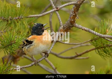 Brambling seduta sul ramo di pino e cantare in Finlandia, Norvegia e Svezia Foto Stock