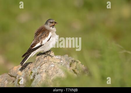 Bianco-winged Snowfinch - Montifringilla nivalis sulla roccia nelle Alpi. Foto Stock