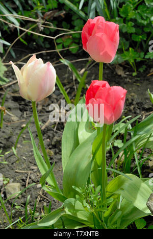 FLORA & FAUNA, una serie di tre tulipani in piena fioritura, 1 2 bianco rosso. Foto Stock