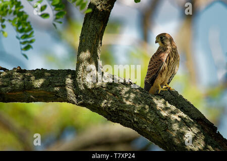 Eurasian Gheppio - Falco tinnunculus piccolo uccello europeo della preda seduto sul ramo, all'ombra degli alberi. Foto Stock