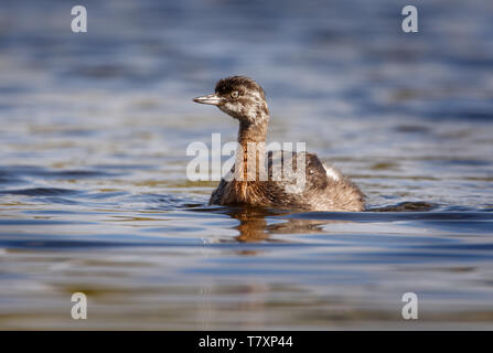 Nuova Zelanda - dabchick Poliocephalus rufopectus - weweia in lingua Maori, Nuova Zelanda svasso endemico della Nuova Zelanda. Foto Stock