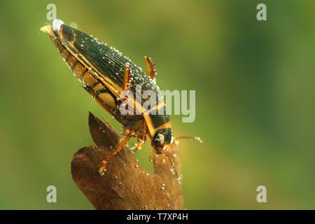 Il grande diving Beetle - Dytiscus marginalis - sotto l'acqua caccia. Foto Stock