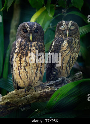 Chiazzato Owl - Ciccaba (Strix) virgata è il gufo trovati in America Centrale e Sud America dal Messico al Brasile e Argentina. Foto Stock