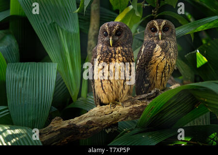 Chiazzato Owl - Ciccaba (Strix) virgata è il gufo trovati in America Centrale e Sud America dal Messico al Brasile e Argentina. Foto Stock