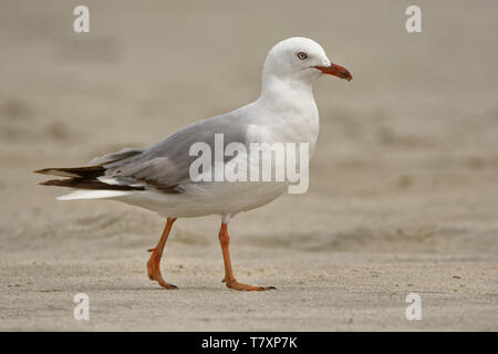 Rosso-fatturati Gull - Chroicocephalus scopulinus - in maori tarapunga, noto anche come il gabbiano sgombri, è un nativo della Nuova Zelanda. Foto Stock