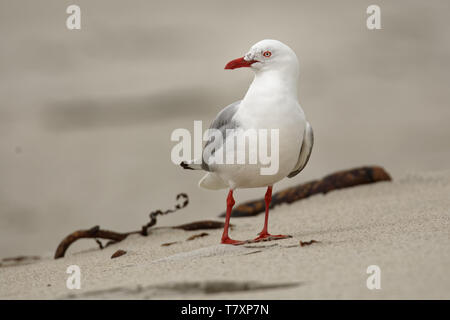 Rosso-fatturati Gull - Chroicocephalus scopulinus - in maori tarapunga, noto anche come il gabbiano sgombri, è un nativo della Nuova Zelanda. Foto Stock