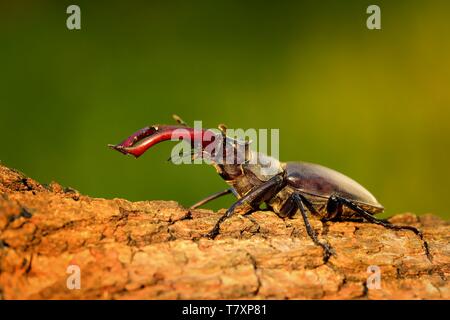 Stag Beetle (lucanus cervus) sul tronco di albero. Grande coleottero cornuto appollaiato sulla corteccia. Foto Stock