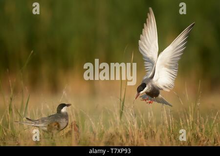 Mignattino piombato (Chlidonias hybrida) alimentazione di pulcini catturati in volo. Foto Stock