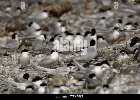 Bianco-fronteggiata Tern - Sterna striata - tara in lingua Maori che vive in Nuova Zelanda, volare, caccia, accoppiamento Foto Stock