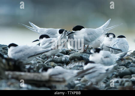 Bianco-fronteggiata Tern - Sterna striata - tara in lingua Maori che vive in Nuova Zelanda, volare, caccia, accoppiamento Foto Stock