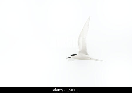 Bianco-fronteggiata Tern - Sterna striata - tara in lingua Maori che vive in Nuova Zelanda, volare, caccia, accoppiamento Foto Stock