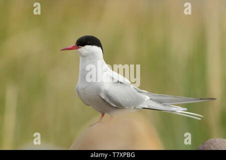 Arctic Tern - Sterna paradisaea seduta nella spiaggia di pietra in Norvegia. Foto Stock