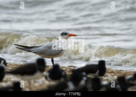 Caspian Tern - Sterna caspia (Hydroprogne caspia) è una specie di Terna, che è il più grande del mondo ternwith. Nord America, localmente in Europa, Asia Foto Stock