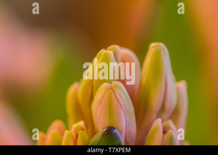 Close-up di boccioli di rosa fiori di giacinto Foto Stock