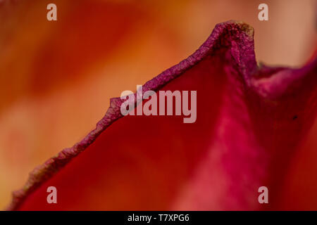 Dettagli di petali di vecchio e appassiti fiori di rosa Foto Stock