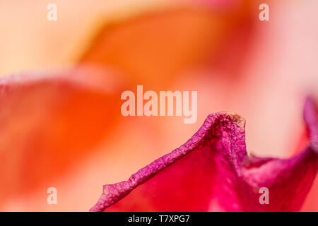 Dettagli di petali di vecchio e appassiti fiori di rosa Foto Stock