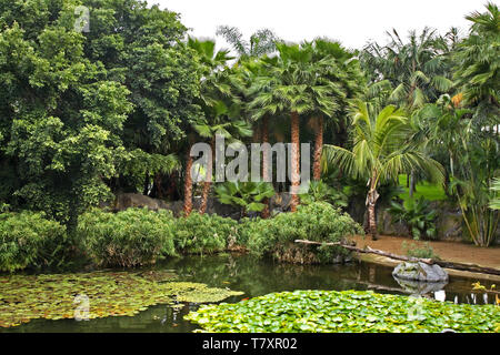 Loro Parque in Puerto de la Cruz. Tenerife. Spagna Foto Stock