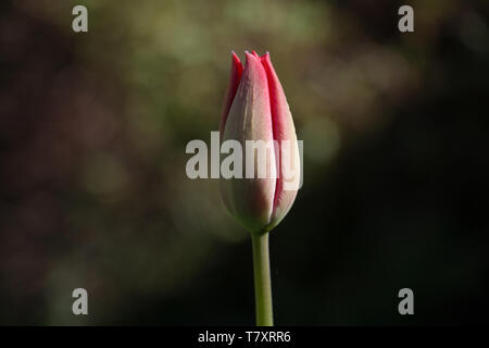 Un singolo fiore rosa tulipano chiuso gemma, Tulipa, vista laterale primo piano su uno sfondo verde naturale Foto Stock