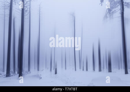 Foresta di morte in inverno, Harz, Sassonia-Anhalt Foto Stock