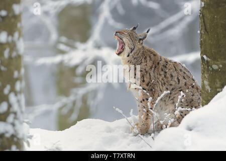 Eurasian (Lynx Lynx lynx) in inverno, la neve, alberi, immagine invernale. Aprire la ganascia. Foto Stock