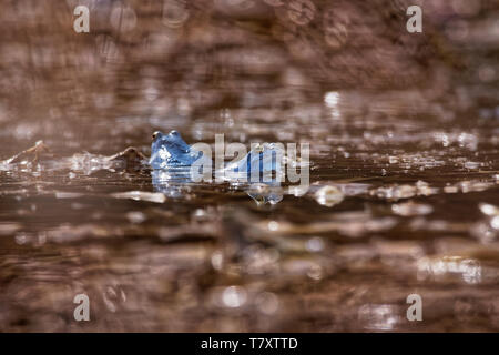 Moor Frog - Rana arvalis blu rana europea nel piccolo stagno durante la primavera nella repubblica Ceca Moravia Foto Stock