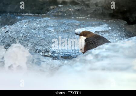 Cucchiaia a gola bianca - Cincluss incluso in inverno. Seduto sul ghiaccio e immersioni, piccolo uccello marrone feedeng sotto l'acqua, buon subacqueo Foto Stock