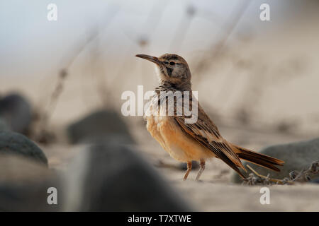 Alaemon alaudipes - Maggiore Hoopoe-Lark nel semidesert di Boa Vista Foto Stock