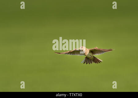 Sky Lark (Alauda arvense) volando sul campo con il marrone e blu backgrond. Brown bird catturati in volo. Foto Stock