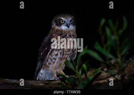 Boobook meridionale - Ninox boobook piccolo gufo dall Australia nella notte. Foto Stock