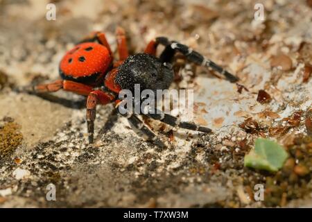 Spider Eresus moravicus - ricerca maschio femmina. Moravia, Cechia, l'Europa. Foto Stock