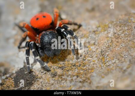 Spider Eresus moravicus - ricerca maschio femmina. Moravia, Cechia, l'Europa. Foto Stock