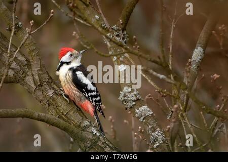 Medio macchie Picchio (Dendrocopos medius) appollaiato su un ramo di un albero senza foglie. Foto Stock
