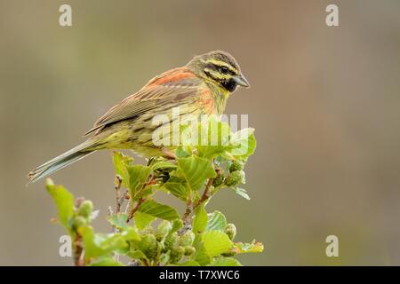 Cirl Bunting - emberiza cirlus seduta sul ramo Foto Stock