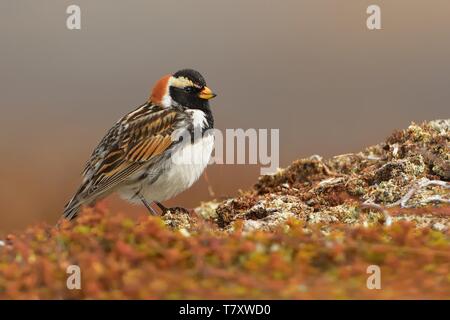 Lapland Bunting - Calcarius lapponicus nella tundra norvegese. Foto Stock