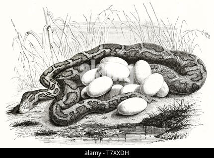 Vecchio naturalistico stile di attacco illustrazione di un laminato pelle di python nell'erba alta, cova le sue uova nei pressi di un laghetto. Da Warner publ. su Magasin pittoresco Parigi 1848 Foto Stock